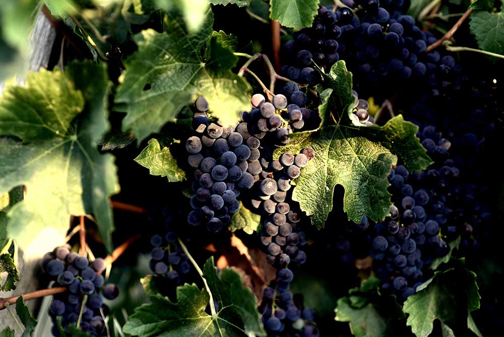 Vourvoukeli Winery